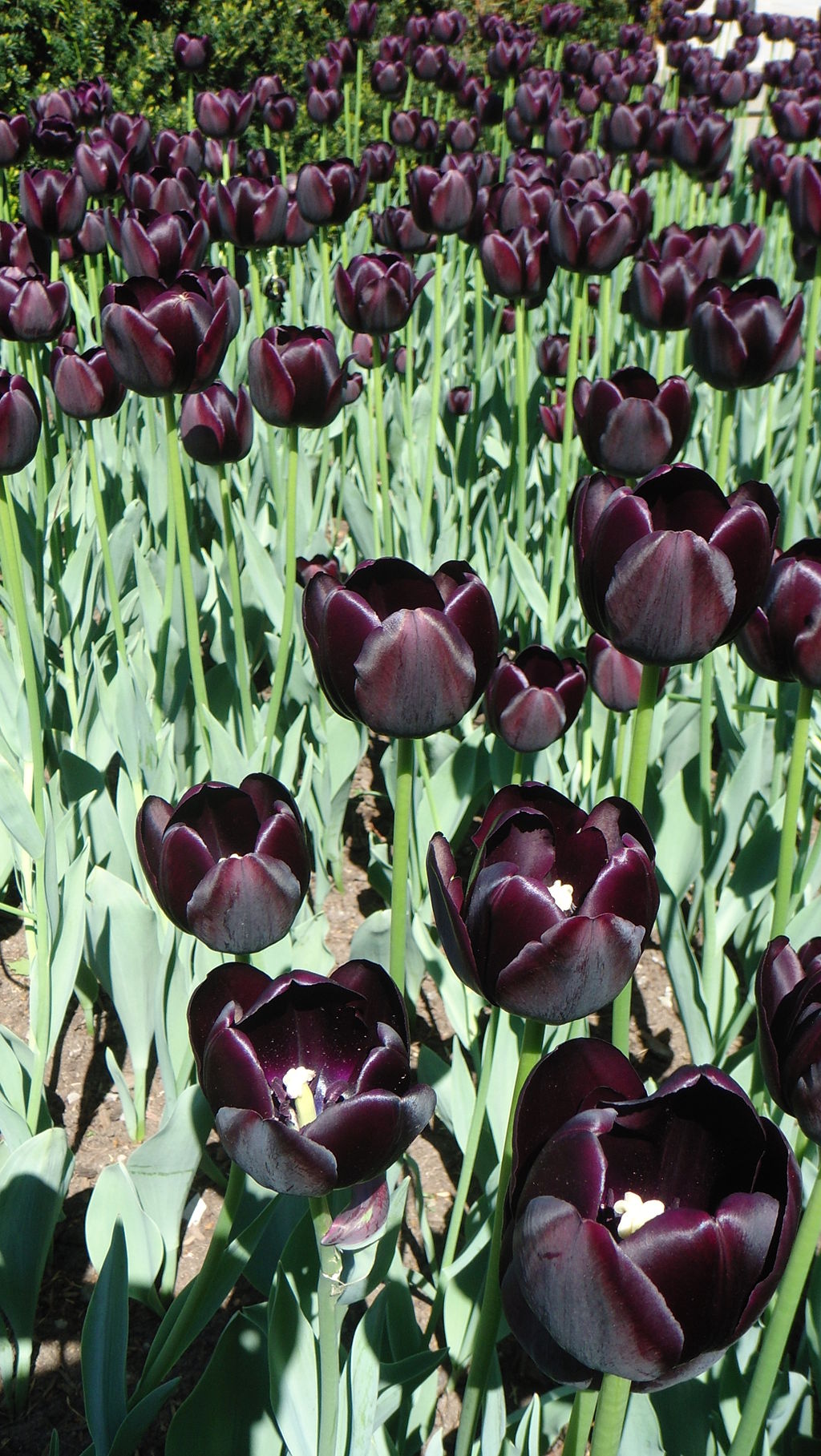 Tulpenfeld mit schwarzen Tulpen